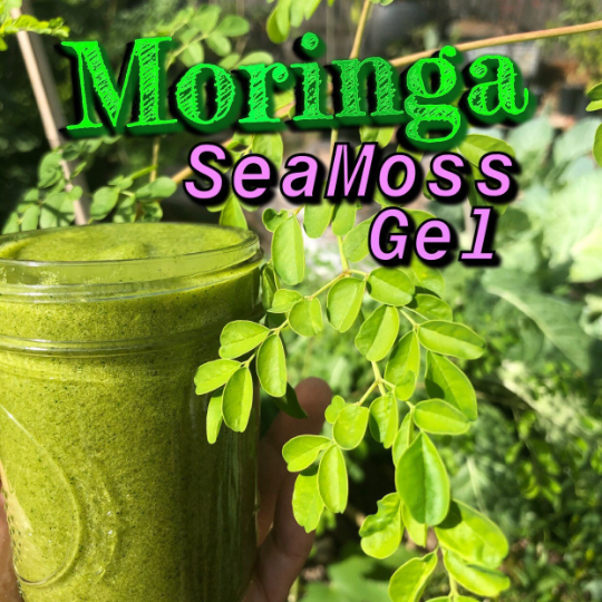 Organic Moringa Sea Moss Gel - Texas Grown