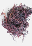 Sea Moss Gel - Wildcrafted- Organic